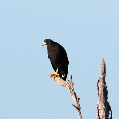 Great Black Hawk 